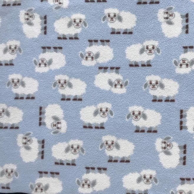 Blue Sheep